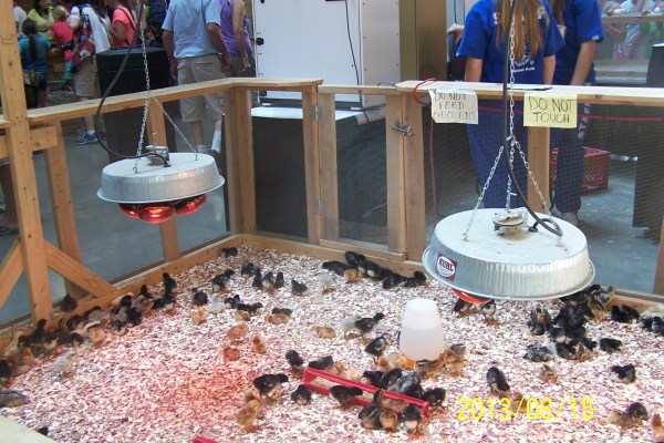 2013iowa state fair 524