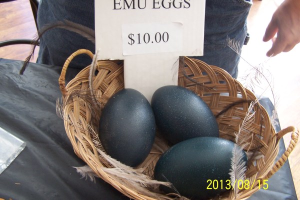 2013iowa state fair 549